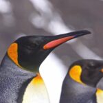 Cinematic Stock Footage, King Penguin, Penguin, Seabird, Bird, Wildlife