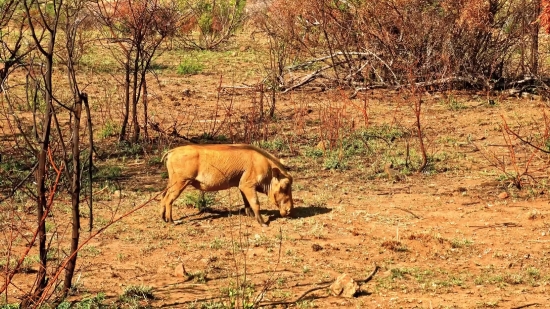 Cinematic Stock Video, Warthog, Swine, Ungulate, Mammal, Wildlife