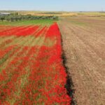 Clip De Twitch, Field, Landscape, Meadow, Farm, Rural