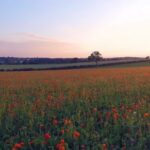 Clip To Tiktok, Flower, Sky, Field, Spring, Landscape