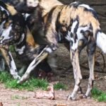 Clipgrab, Wild Dog, Canine, Mammal, Wildlife, Wild