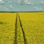 Clock Clips, Rapeseed, Oilseed, Seed, Field, Agriculture