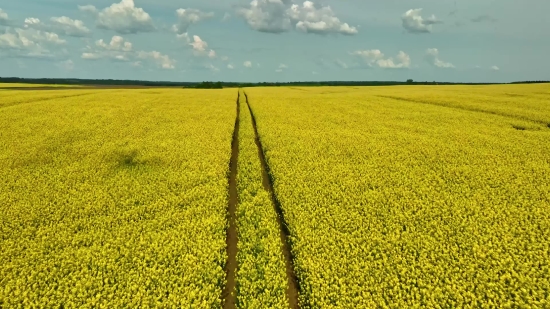 Clock Clips, Rapeseed, Oilseed, Seed, Field, Agriculture