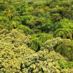 Cloud Background Video, Tree, Vascular Plant, Woody Plant, Plant, Landscape