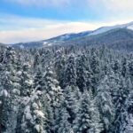 Cmg Backgrounds Free, Snow, Mountain, Fir, Landscape, Range