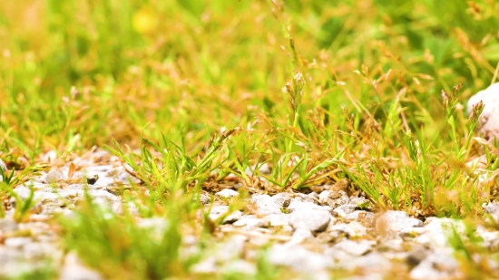 Cool Video Loops, Plant, Grass, Alfalfa Sprout, Field, Herb