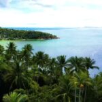 Copyright Free Backgrounds, Ocean, Beach, Palm, Tree, Sea