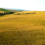 Copyright Free Biology Videos, Wheat, Plain, Field, Land, Rural