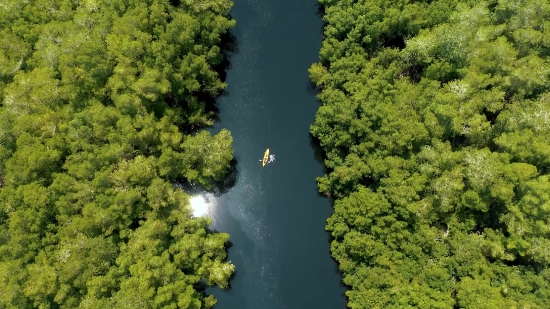 Copyright Free Bollywood Videos, Tree, Landscape, Woody Plant, Water, River