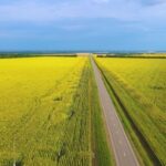 Copyright Free Entertainment Video, Rapeseed, Oilseed, Seed, Field, Rural