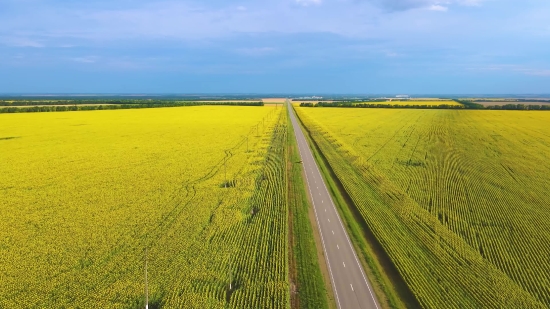 Copyright Free Entertainment Video, Rapeseed, Oilseed, Seed, Field, Rural