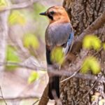 Copyright Free Footage, Bird, Wildlife, Beak, Wild, Feather