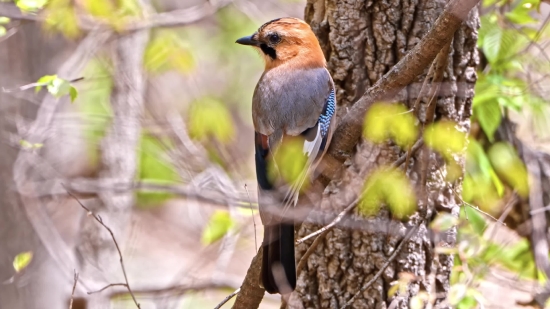 Copyright Free Footage, Bird, Wildlife, Beak, Wild, Feather