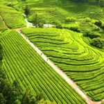 Copyright Free Gameplay Videos, Tea, Agriculture, Rural, Landscape, Field