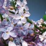 Copyright Free Photos Download, Lilac, Flower, Plant, Flowers, Garden