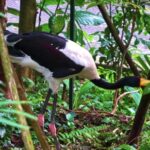 Copyright Free Pictures, Black Stork, Stork, Wading Bird, Bird, Aquatic Bird