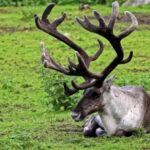 Copyright Free Stock Images, Caribou, Deer, Wildlife, Buck, Wild