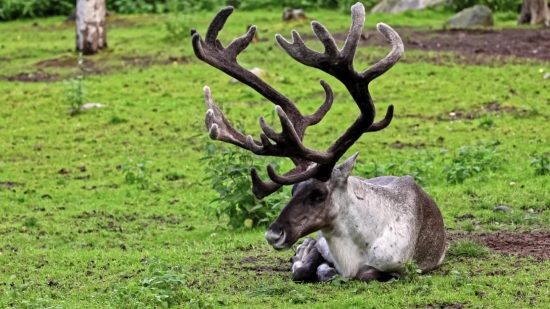 Copyright Free Stock Images, Caribou, Deer, Wildlife, Buck, Wild