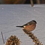 Copyright Free Stock Photos, Bird, Finch, Wildlife, Beak, Brambling