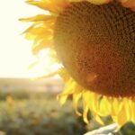 Copyright Free Video Website, Sunflower, Flower, Yellow, Plant, Petal