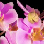 Copyright Free Videos And Images, Pink, Flower, Petal, Plant, Flowers