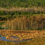 Copyright Free Youtube Background, Swamp, Forest, Wetland, Land, Landscape