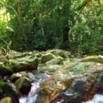 Copyright Free Youtube Video Download, Tree, River, Forest, Stream, Waterfall