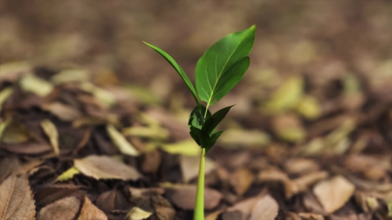 Creative Commons Stock Video Free, Seedling, Plant, Leaf, Growth, Sapling