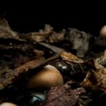 Crime Scene Stock Footage Free, Acorn, Fruit, Dung Beetle, Fungus, Brown