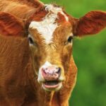 Crop Video Online, Cow, Cattle, Calf, Farm, Bovine