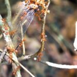 Dancing Stock Footage, Tree, Plant, Branch, Woody Plant, Vascular Plant