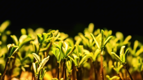 Dareful Stock, Plant, Field, Spring, Grass, Agriculture