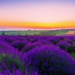 Dinosaur Stock Footage, Heath, Shrub, Woody Plant, Lavender, Vascular Plant