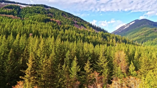 Dog Barking Stock Footage, Tree, Landscape, Vascular Plant, Woody Plant, Mountain