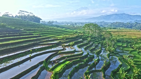 Download Audio From Instagram, Maze, Landscape, Rural, Agriculture, Field