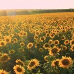 Download Free Royalty Free Videos, Sunflower, Field, Flower, Yellow, Agriculture