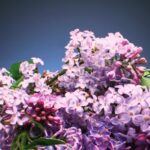 Download Free Videos Without Watermark, Lilac, Butterfly Bush, Shrub, Woody Plant, Flower