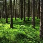 Download From Spankbang, Tree, Forest, Woody Plant, Landscape, Trees