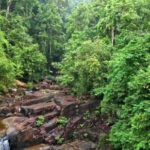 Download Lagu 123 Mp4, Tree, Forest, Woody Plant, Landscape, River