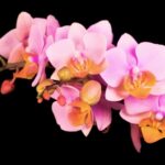 Download Tiktok Music, Pink, Flower, Flowers, Petal, Floral