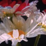 Download Tiktok Video No Watermark, Plant, Flower, Oleander, Blossom, Poisonous Plant