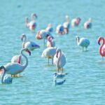 Download Tubi, Bathing Cap, Cap, Flamingo, Headdress, Bird