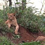 Download Video From Any Website, Lion, Feline, Predator, Wildlife, Cat