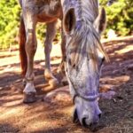 Download Video From Website, Horse, Animal, Farm, Colt, Horses