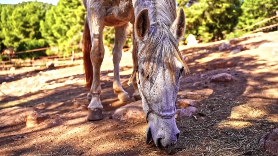 Download Video From Website, Horse, Animal, Farm, Colt, Horses