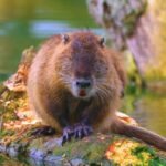 Download Vimeo, Beaver, Rodent, Mammal, Wildlife, Fur