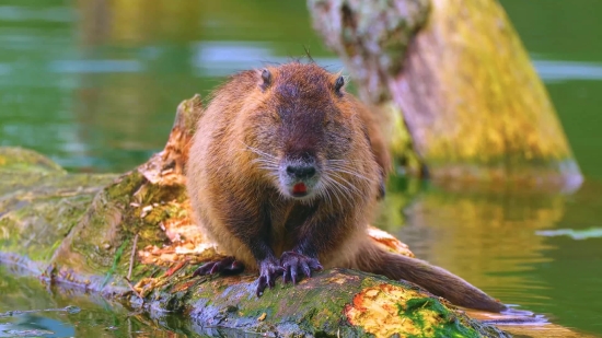 Download Vimeo, Beaver, Rodent, Mammal, Wildlife, Fur