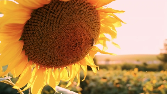 Download Youtube App For Windows 10, Sunflower, Flower, Yellow, Petal, Plant