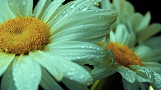 Download Youtube Clips Mac, Flower, Daisy, Plant, Petal, Leaf