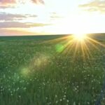 Download Zoom Video Background, Sun, Star, Celestial Body, Sky, Meadow